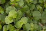 American golden saxifrage